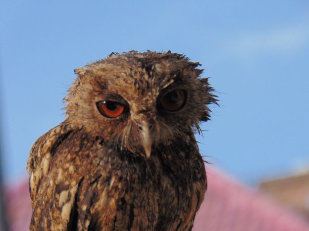 猫头鹰从印尼图片下载