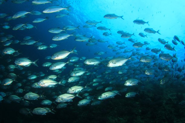 杰克鱼图片下载