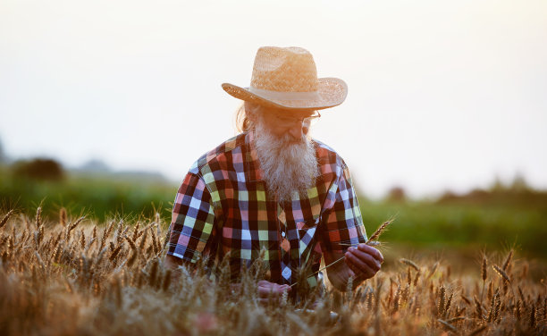 农民在麦田里检查作物。农业的概念图片下载