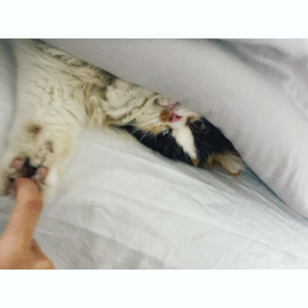 躲在被单下图片下载