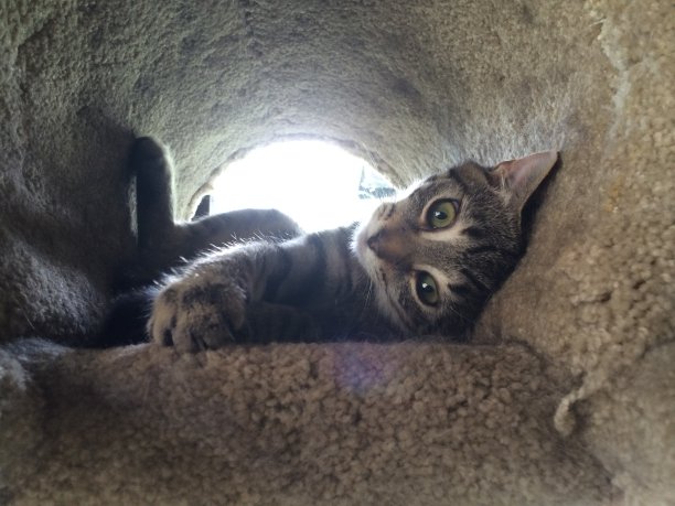 好玩的虎斑图片下载