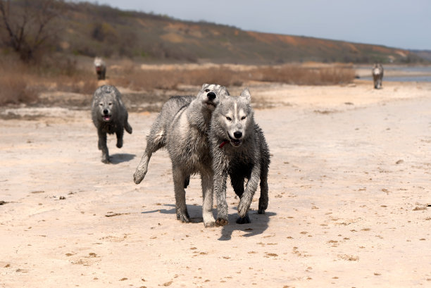 三只有趣的西伯利亚哈士奇狗在海岸上奔跑。兄弟姐妹有非常脏的湿灰色和白色的毛皮。表面是棕色的沙子，粘土。背景有一些干燥的植物和绿色植物。图片下载
