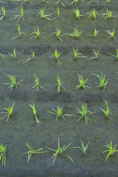 水稻刚刚种植整齐排图片下载