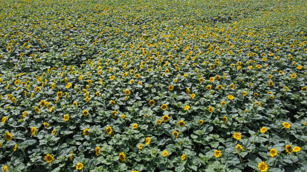 从无人机的角度鸟瞰向日葵田。图片下载