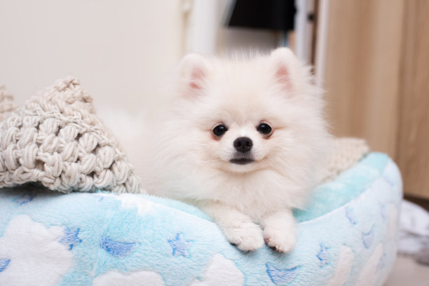 可爱的小狗博美犬在柔软的织物床垫上图片下载