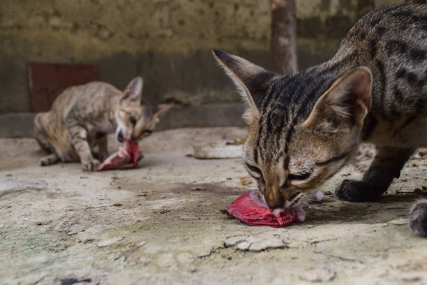 大褐黑鱼吃鳃，宠物家养哺乳动物在家，背景照片图片下载