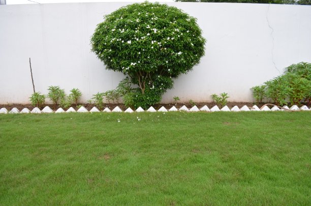 有草坪、茉莉植物和一些香脂植物的房子花园形象。清新、绿色和芬芳到处都是。图片下载