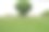 有草坪、茉莉植物和一些香脂植物的房子花园形象。清新、绿色和芬芳到处都是。图片下载