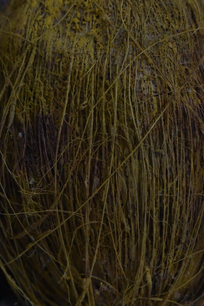 椰子上垂直的椰壳图案图片下载