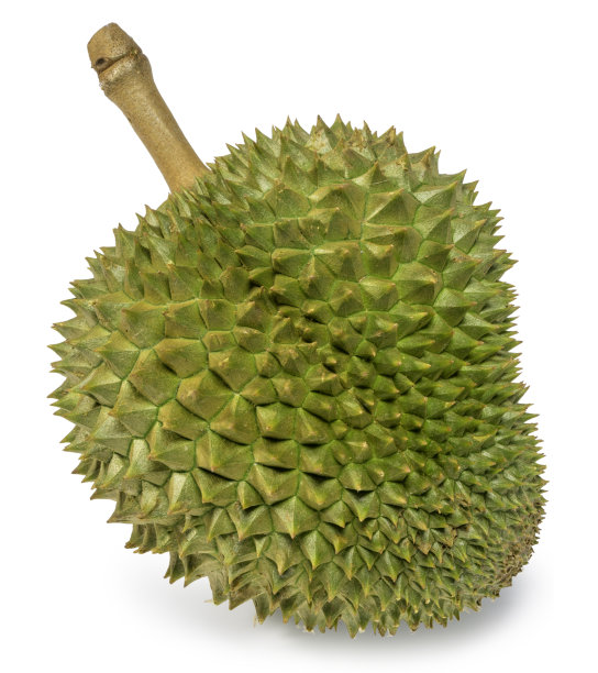 一种新鲜的榴莲(Puangmanee榴莲)是白色背景上的水果之王，榴莲果实具有美味的金黄色软肉，榴莲孤立在白色背景上图片下载