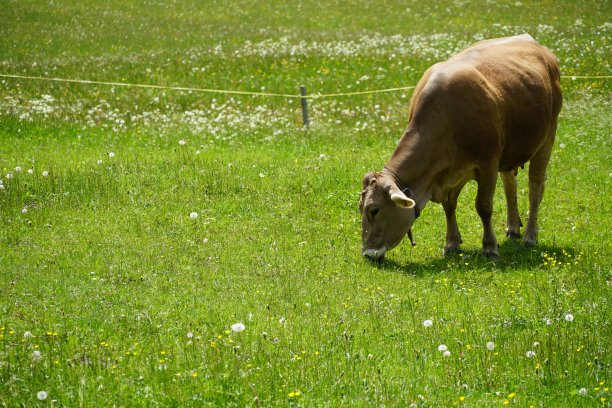 瑞士阿尔卑斯村，一头瑞士棕色奶牛在一片草地上吃草，周围是一个电剑手，象征着动物的幸福。图片下载