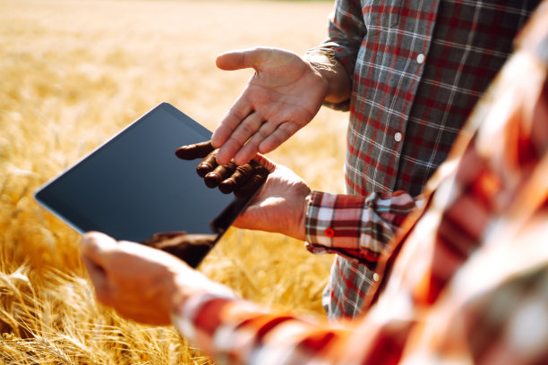 农民们在金色的麦田里，手里拿着一块平板。图片下载