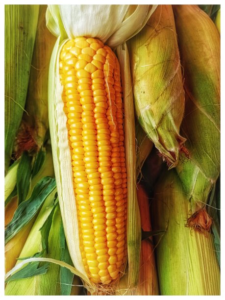 玉米在季风图片下载