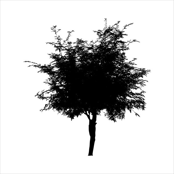 树的轮廓孤立在白色的背景图片下载