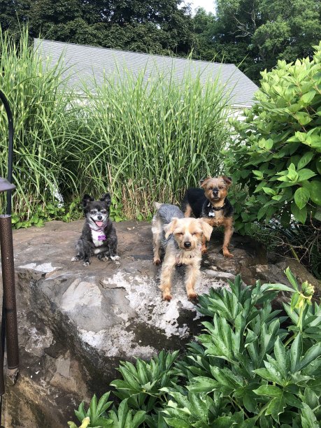 露露，贝拉和斯派克在花园里图片下载