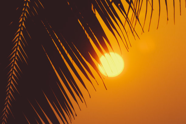 棕榈树和太阳，在印度果阿拍摄的热带日落图片下载