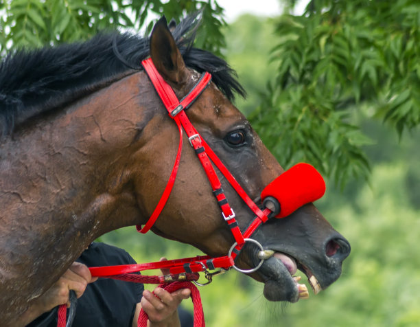 马的画像。图片下载