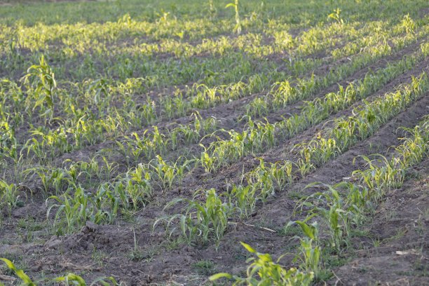农业和农村粮食生产图片下载
