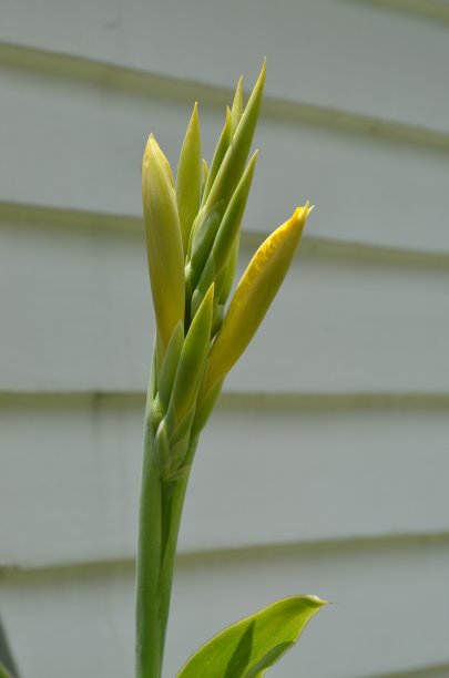印度黄色的美人蕉花。叶子是绿色的，带有黄色的条纹。美丽的花蕾。植物属热带和亚热带多年生草本植物。花序。图片下载