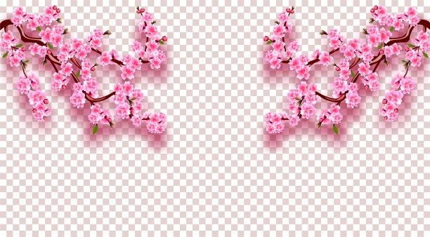 樱花两侧有樱花枝图片下载