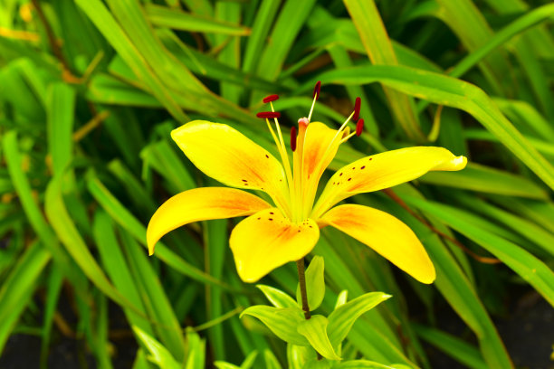 黄色的百合花在绿色的叶子的背景上图片下载