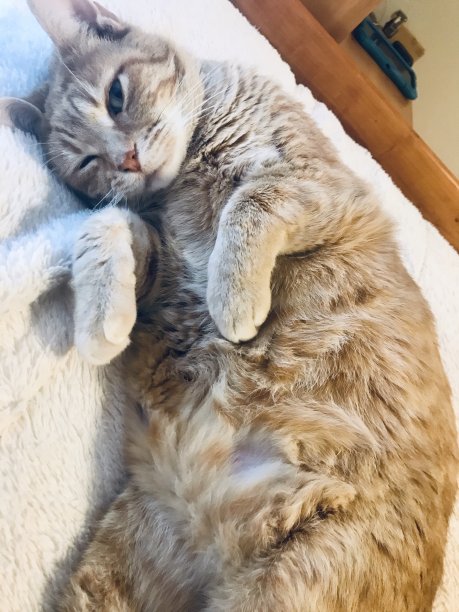 懒惰的猫图片下载