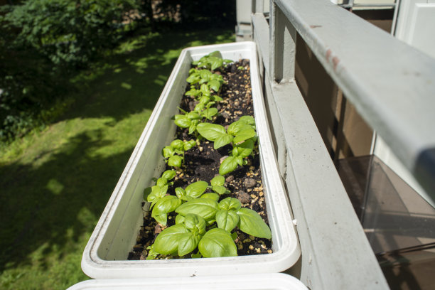 阳台上生长着罗勒植物。图片下载