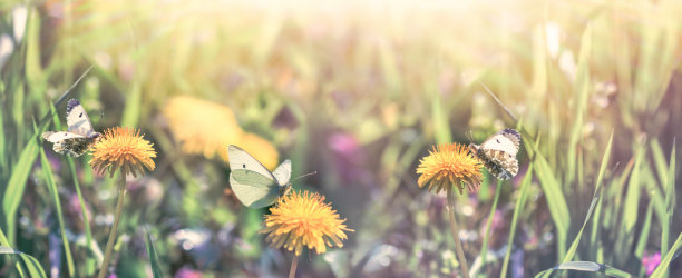 美丽的大自然，蝴蝶在蒲公英盛开的草地上图片下载