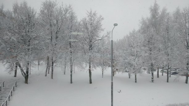 美丽的树木与雪在冬季公园。图片下载