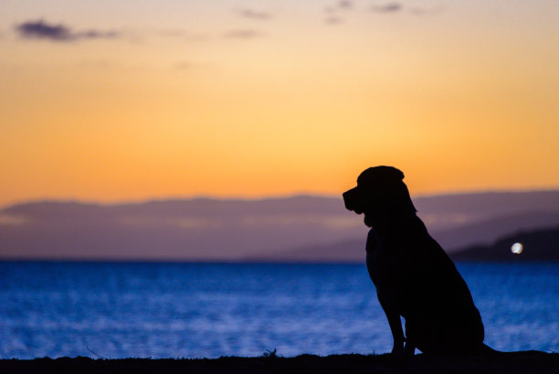 狗海滩图片下载