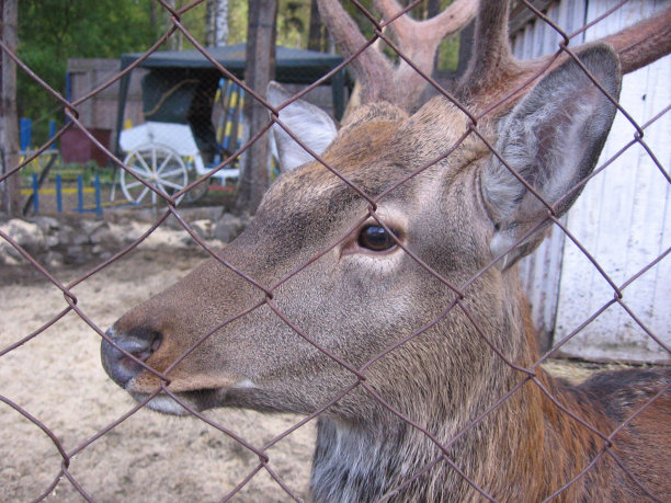 一只关在围栏里的野鹿在观望图片下载