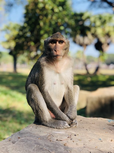 猴子在寺庙图片下载