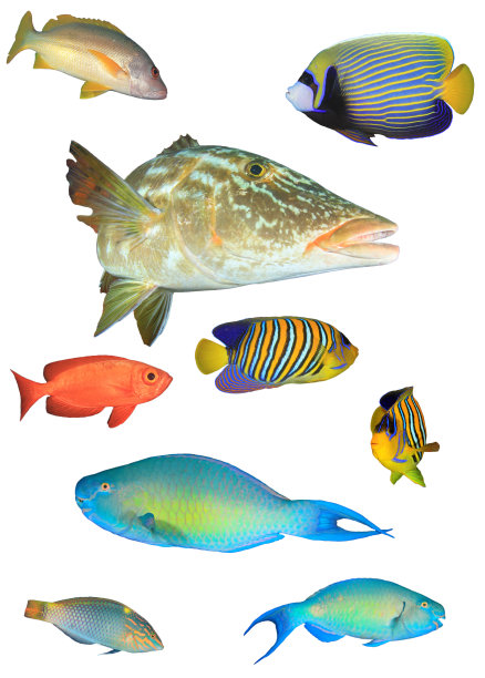 孤立在白色背景上的礁鱼图片下载