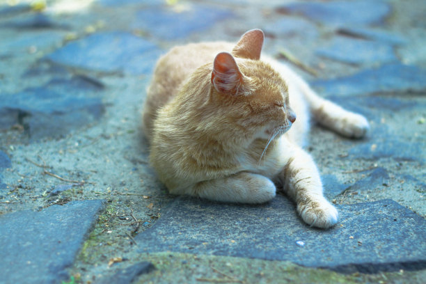 漂亮的宠物看起来很调皮。苏格兰折耳猫在下午玩耍。库存图片背景图片下载
