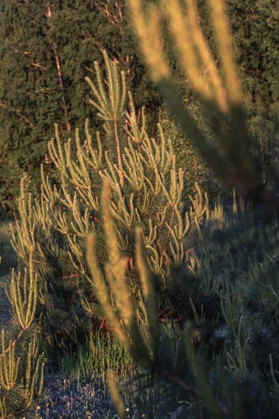 小松树生长在大树的背景上。设计素材照片图片下载