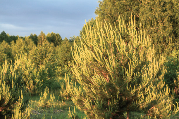 小松树生长在大树的背景上。设计素材照片图片下载