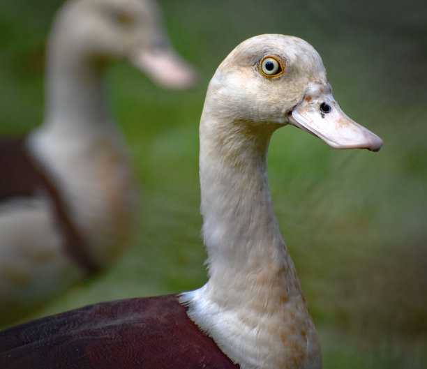 雌麻鸭图片下载
