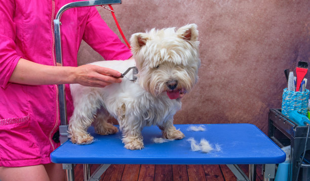 西部高地白梗犬在宠物沙龙。女美容师在修剪或剪毛之前先梳理狗的内毛。图片下载