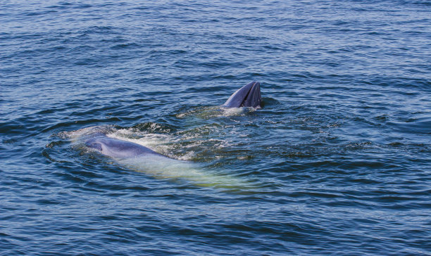 布氏鲸，伊甸鲸吃鱼，从泰国湾的两个气孔向海面吹气。图片下载