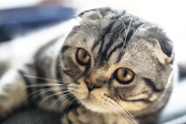 漂亮的宠物看起来很调皮。苏格兰折耳猫在下午玩耍。库存图片背景图片下载