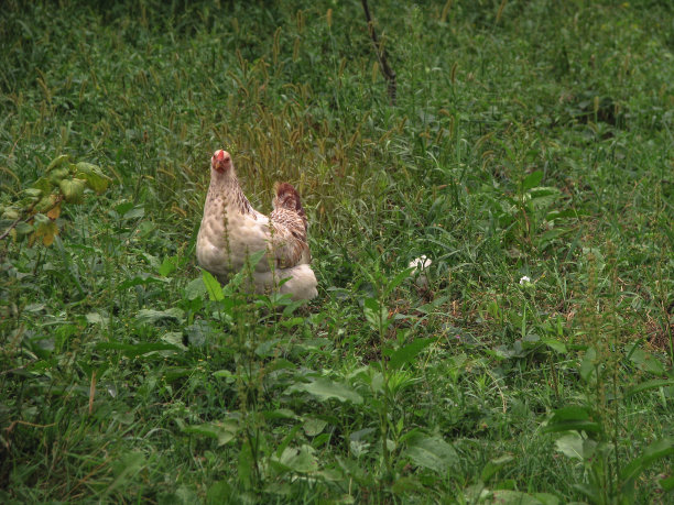 在乡村的自然中散步的鸡。在花丛和灌木丛中，农场动物。设计素材照片图片下载