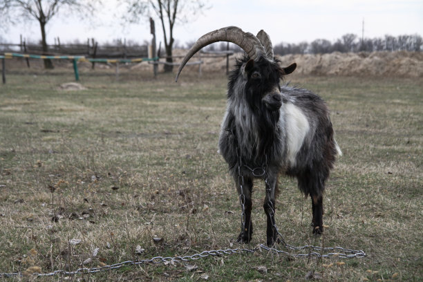 山羊在一个农场的村庄在绿色的牧场的背景。这种动物在夏天和秋天吃草。库存图片背景图片下载