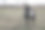 山羊在一个农场的村庄在绿色的牧场的背景。这种动物在夏天和秋天吃草。库存图片背景图片下载
