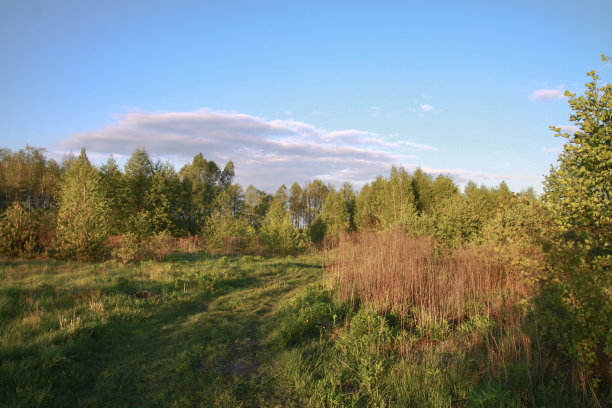 美丽的夏季风景自然乡村。绿草如茵，绿树成荫。设计素材照片图片下载
