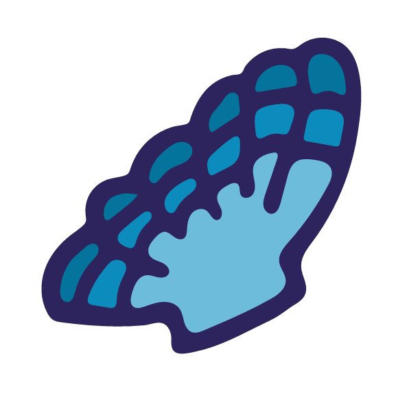 矢量彩色海贝插图上的白色背景。图片下载