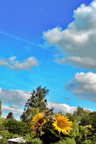 Sonnenblumenstrauß图片下载