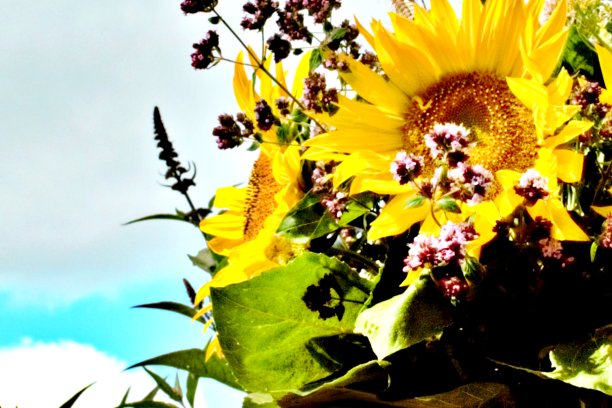 向日葵之花图片下载