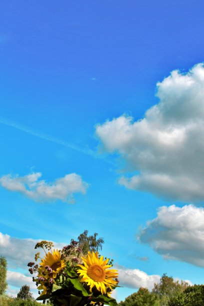 向日葵的天空图片下载
