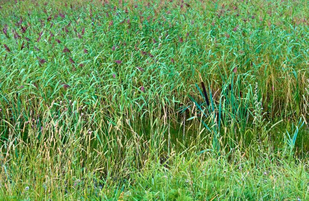 有芦苇的沼泽景观图片下载