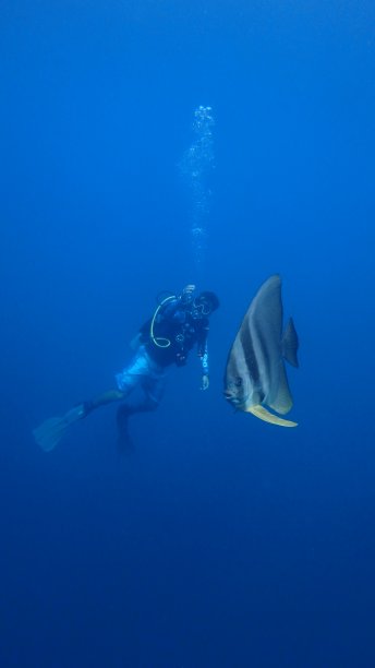 雄性潜水者和巨大的蝙蝠鱼铲子鱼图片下载